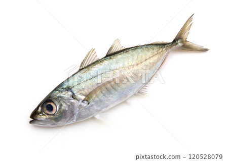 Fresh horse mackerel 120528079