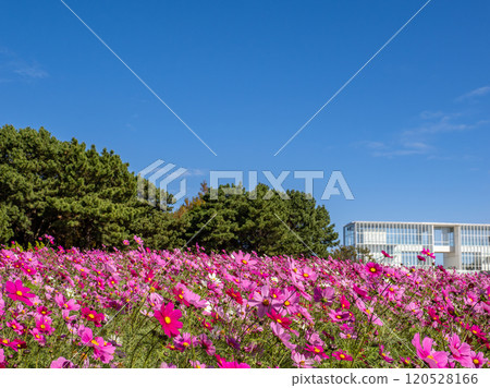 在盛開和藍天的波斯菊領域 在盛開和藍天的波斯菊領域 120528166