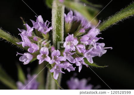 天然植物，日本薄荷，花。秋季，葉腋輪生出許多唇形的小花。 120528599