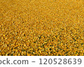 A carpet of ginkgo trees spread out in front of you Yellow 120528639