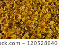 Ginkgo Carpet Yellow 120528640