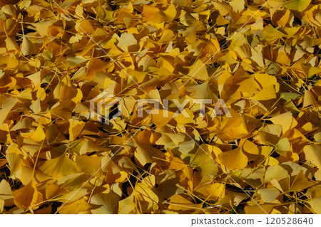 Ginkgo Carpet Yellow 120528640