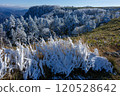 [Utsukushigahara Plateau] Trees covered in frost 120528642