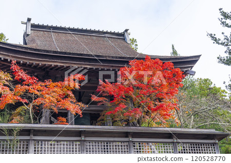 Koyasan Kongobu-ji Temple: The six o'clock bell surrounded by autumn leaves Koyasan Kongobu-ji Temple: The six o'clock bell surrounded by autumn leaves 120528770