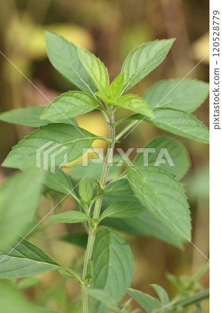 天然植物日本薄荷，生長在潮濕的草原上。沒有花的話不引人注目 120528779