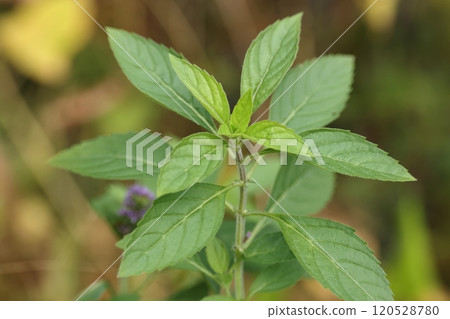 天然植物Nihonmin，葉子對生。用這種葉子揉眼睛就會醒來，所以也被稱為「目草」。 120528780