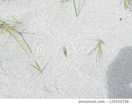 沙灘上的蚱蜢 沙灘上的蚱蜢 120528796