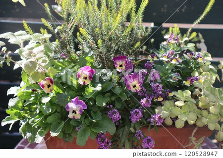 A mixture of viola, nemesia and alyssum 120528947