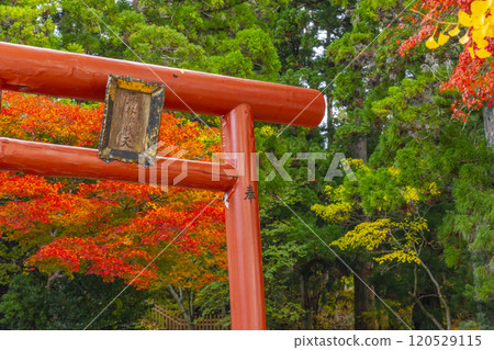 高野山、湯谷弁財天社、楓樹與銀杏葉的對比 高野山、湯谷弁財天社、楓樹與銀杏葉的對比 120529115