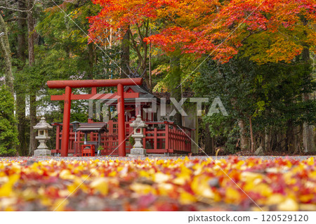 高野山、湯谷弁財天社、楓樹與銀杏葉的對比 120529120