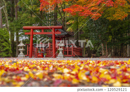 高野山、湯谷弁財天社、楓樹與銀杏葉的對比 120529121