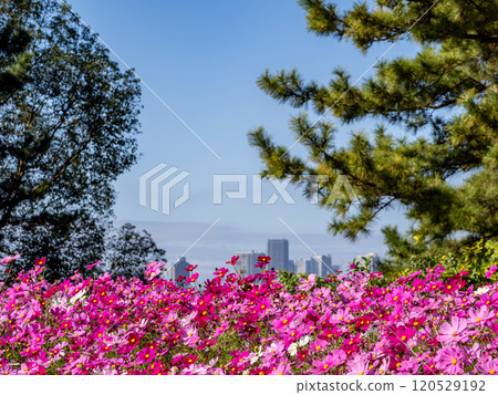 Cosmos in full bloom on a hill overlooking the city Cosmos in full bloom on a hill overlooking the city 120529192