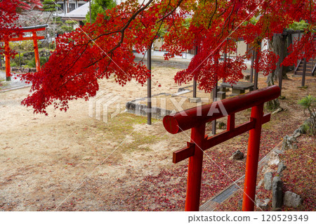Mount Koya - Koya Seven Benten - Harakawa Benzaiten surrounded by autumn leaves 120529349