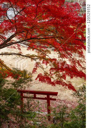 Mount Koya - Koya Seven Benten - Harakawa Benzaiten surrounded by autumn leaves Mount Koya - Koya Seven Benten - Harakawa Benzaiten surrounded by autumn leaves 120529352