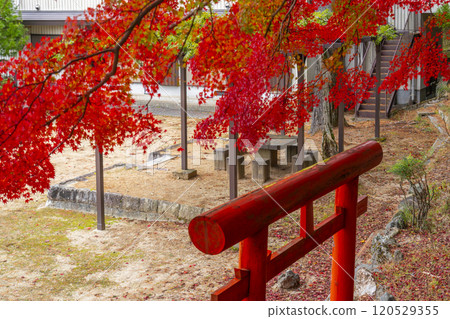 Mount Koya - Koya Seven Benten - Harakawa Benzaiten surrounded by autumn leaves Mount Koya - Koya Seven Benten - Harakawa Benzaiten surrounded by autumn leaves 120529355