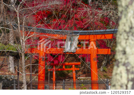 Mount Koya - Koya Seven Benten - Harakawa Benzaiten surrounded by autumn leaves Mount Koya - Koya Seven Benten - Harakawa Benzaiten surrounded by autumn leaves 120529357
