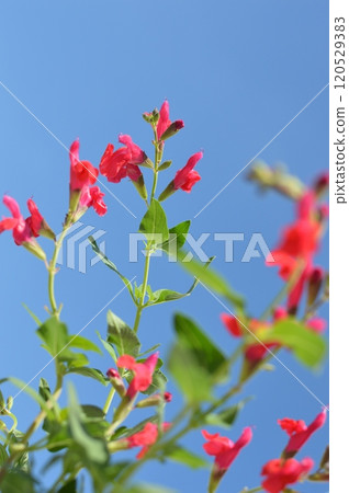 白色背景中鮮紅色的櫻桃鼠尾草花 120529383