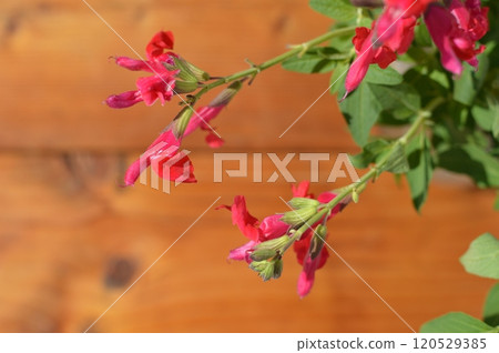 白色背景中鮮紅色的櫻桃鼠尾草花 120529385