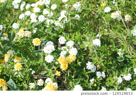 White and yellow flowers in the garden on a sunny day. Selective focus. 120529653