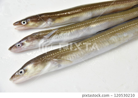 切板上的三條海鰻 120530210