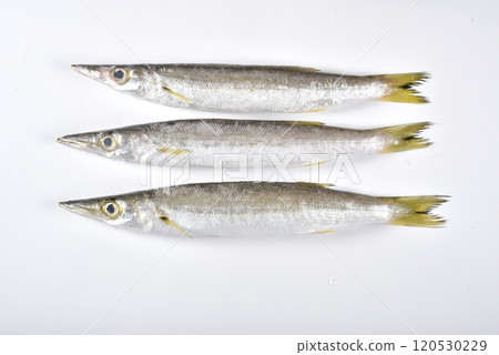 白色背景下拍攝的三隻梭魚 120530229