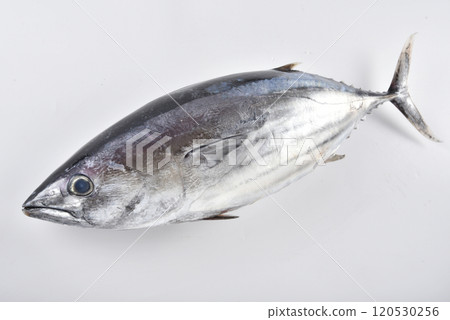 白色背景下拍攝的天然魚的照片 白色背景下拍攝的天然魚的照片 120530256