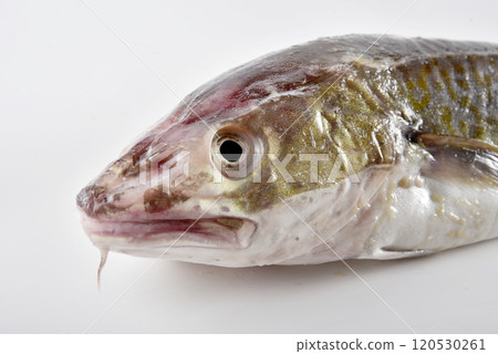 A close-up of a fish's head taken against a white background 120530261