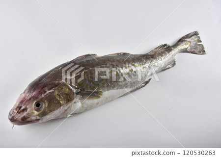 Cod whole body Cod whole body 120530263