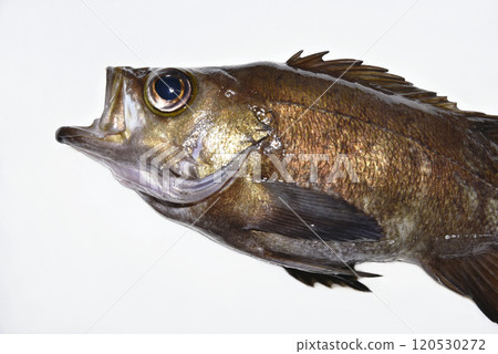 石斑魚頭 120530272