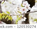 櫻花 120530274