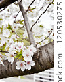 櫻花的風景 120530275