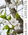 櫻花和嫩葉 120530276