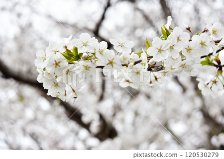 櫻花盛開 120530279