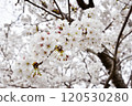 盛開的櫻花 120530280