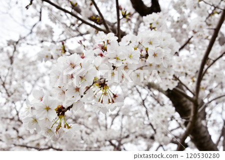 盛開的櫻花 120530280