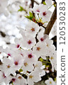 吉野櫻花盛開 120530283