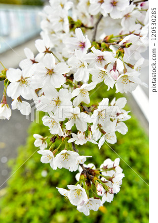 綠色背景下盛開的櫻花 120530285