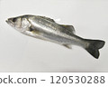 白色背景下拍攝的天然鱸魚 120530288