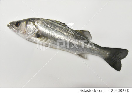 白色背景下拍攝的天然鱸魚 120530288