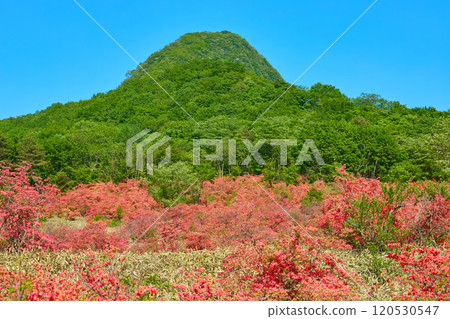 在群馬縣的春天，在榛名山（索馬山）腳下的蘇祿山口附近觀看Soma Soma和杜鵑花 120530547