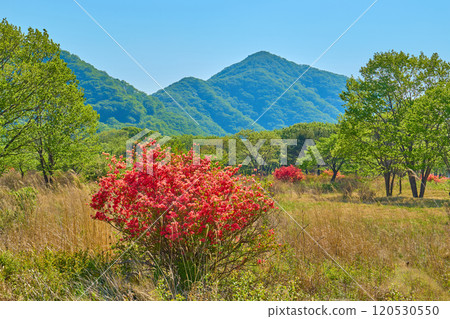 春天，我在群馬縣的榛名山（索馬山）腳下的蘇祿山口附近看到了Tenmye-yama 120530550