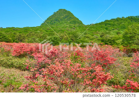 View Soma Azalea and Azalea from the foot of Mt. Haruna in Gunma Prefecture in spring (Prefectural Route 33) View Soma Azalea and Azalea from the foot of Mt. Haruna in Gunma Prefecture in spring (Prefectural Route 33) 120530578