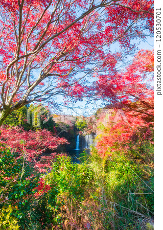 Shiraito Falls (Autumn) [Fujinomiya City] 120530701