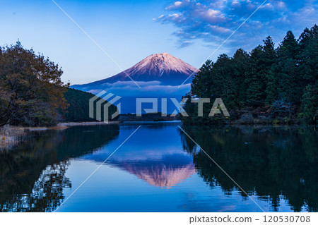 (Shizuoka Prefecture) Evening view of snow-capped Mt. Fuji from Lake Tanuki Fugaku Terrace 120530708