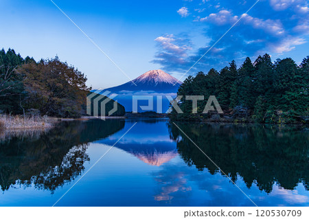 (Shizuoka Prefecture) Evening view of snow-capped Mt. Fuji from Lake Tanuki Fugaku Terrace 120530709