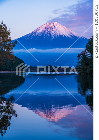 (Shizuoka Prefecture) Evening view of snow-capped Mt. Fuji from Lake Tanuki Fugaku Terrace 120530715