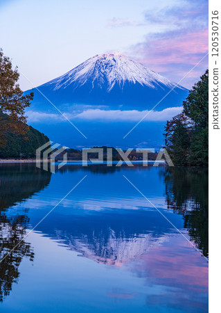 (Shizuoka Prefecture) Evening view of snow-capped Mt. Fuji from Lake Tanuki Fugaku Terrace 120530716