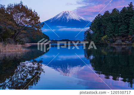 (Shizuoka Prefecture) Evening view of snow-capped Mt. Fuji from Lake Tanuki Fugaku Terrace (Shizuoka Prefecture) Evening view of snow-capped Mt. Fuji from Lake Tanuki Fugaku Terrace 120530717