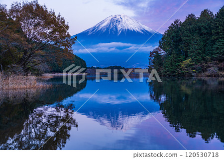 (Shizuoka Prefecture) Evening view of snow-capped Mt. Fuji from Lake Tanuki Fugaku Terrace 120530718