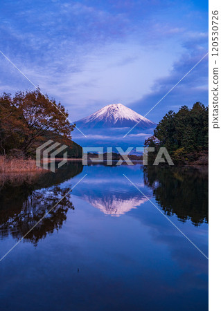 (Shizuoka Prefecture) Evening view of snow-capped Mt. Fuji from Lake Tanuki Fugaku Terrace 120530726